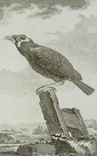 Representation of a bird, Beo, 1838, copperplate Romantic unknown (19th century)