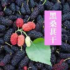 黑桑葚干 Dried Black Mulberry Healthy Snack and Tea Infusion 250g Free UK Delivery