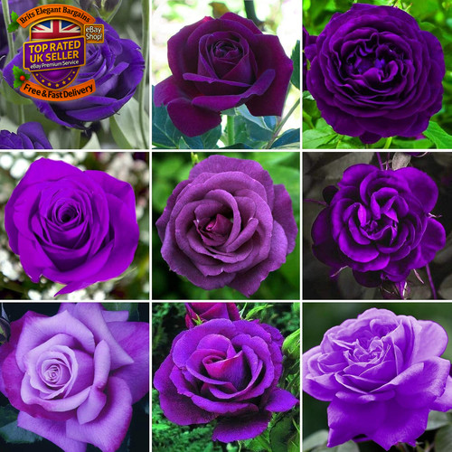 Purple rose bush potted - purple,