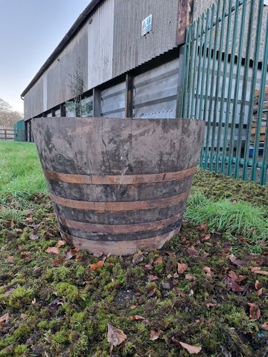 Giant extra large oak - giant, sherry