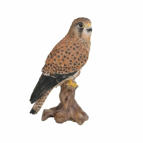 Vivid arts kestrel bird - vivid,