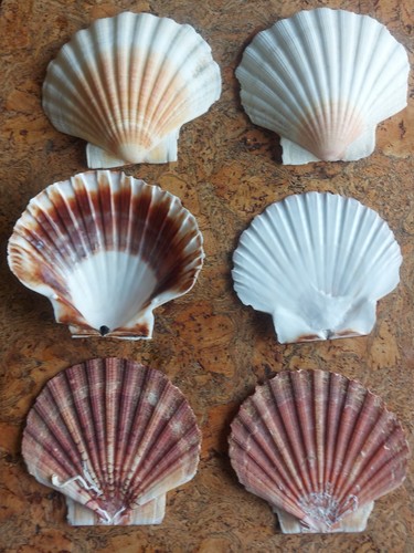 Scallop natural shells - , large
