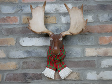 Marvin the Moose Wall Head –