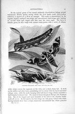Original Old Antique Print Oleander Hawk-Moth Larva Pupa Natural History 1896