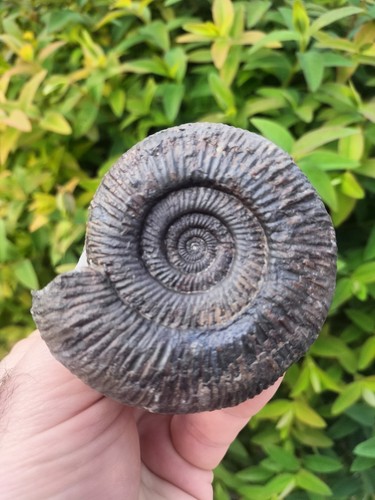 Dactylioceras semicelatum - dactylioceras,