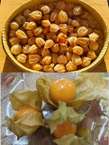 20x cape gooseberry golden - gooseberry,