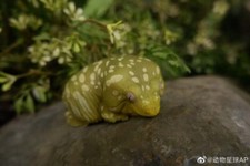 Animal Heavenly Body Rhacodactylus Leachianus Giant Gecko Statue