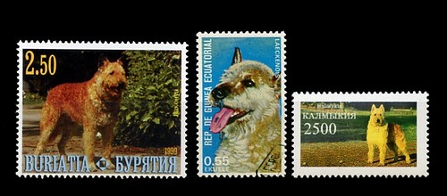 Belgian shepherd dog laekenois - shepherd,