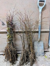 25 Blackthorn Hedging Plants 40-60cm, bare-rooted