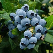 BLUEBERRY FRUIT PLANT BUSH DUKE BLUE BERRY SUMMER FRUITS 3LT POTTED PLANT
