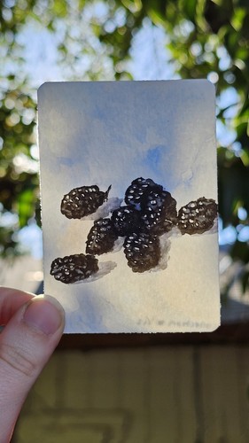Aceo signed print blackberries - print,