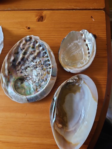 Two them are abalone - are, shell