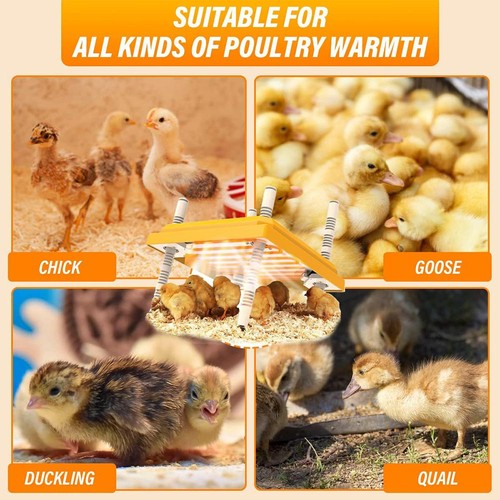 Adjustable chick heating - adjustable,