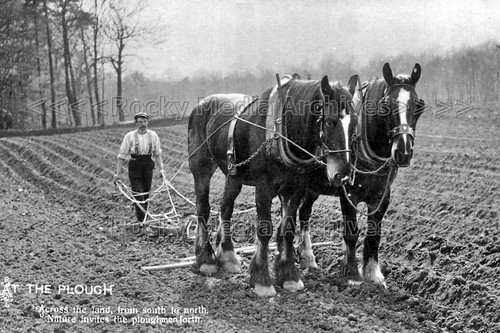 Baa farming history heavy - history,,