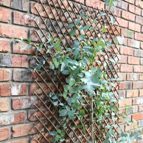 Tom chambers expanding willow - chambers,
