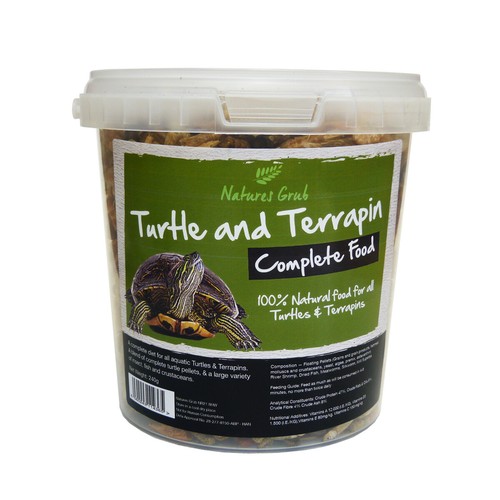 Reptile world turtle - world, &