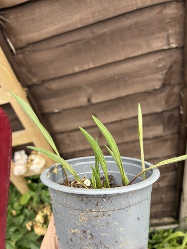 Ledebouria cooperi bulb - cooperi,