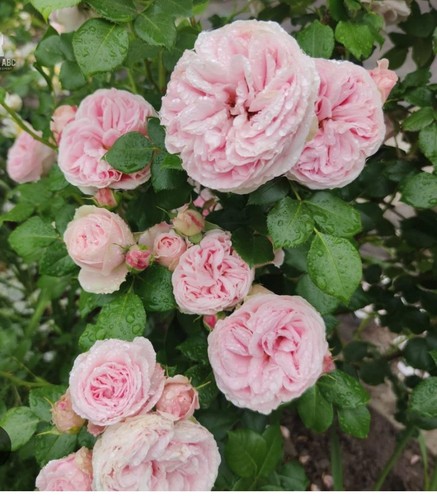 Pink climbing giardina rose - pink,