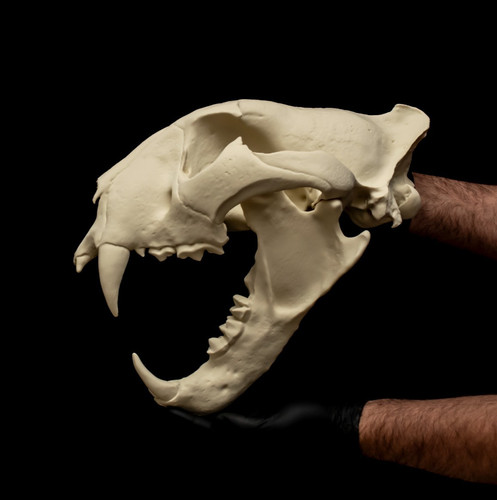 Tiger skull wall - tiger,