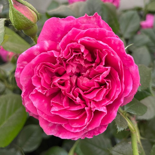 Rose climbing highclere - rose,