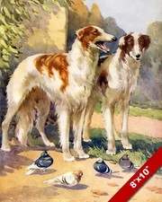 LURCHER HOUNDS HUNTING DOGS