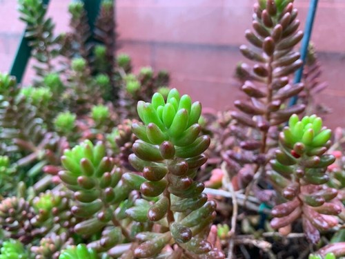 Sedum xrubrotinctum - ,