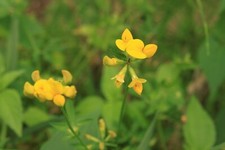 Birdsfoot Trefoil Seeds, Lotus Corniculatus, UK Native Wildflower, 350 to 1400