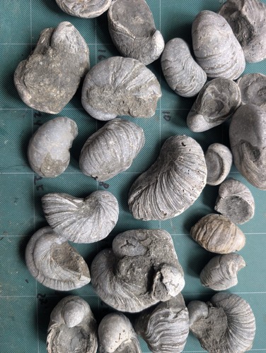Set fossil gryphaea - set, of