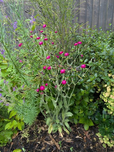 Bundle lychnis silene - 8, /