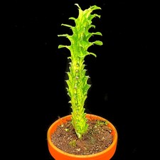 Euphorbia lactea 'Variegata'