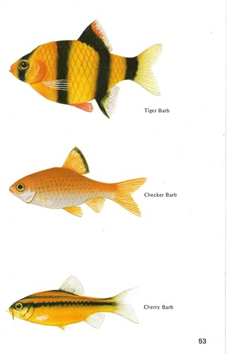 Vintage exotic fish print