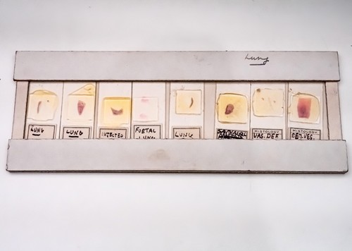 Histology microscope slide - 8,