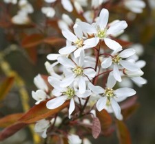 Suttons Garden Amelanchier lamarckii Plant Tree Snowy Mespilus Deciduous 3L Pot