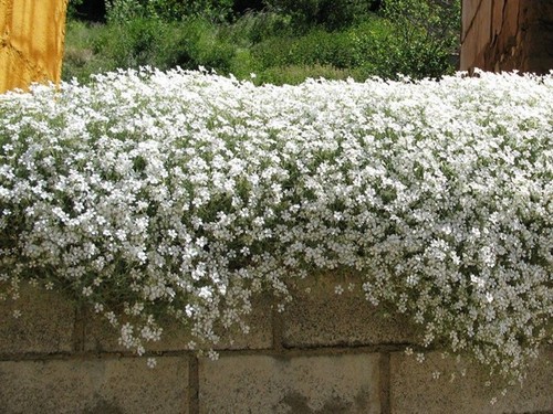 Cerastium snow white - 3, 🌼