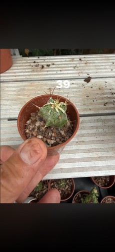 Mixed succulents all each - mixed,