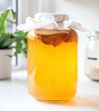 ORGANIC KOMBUCHA SCOBY to make Kombucha at home using Green Tea. Free P&P