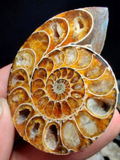 Polished agatized - 2.3",