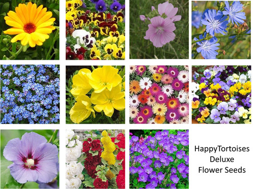 Deluxe tortoise flower seeds - deluxe,