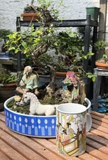 Bonsai Tree large Chinese Elm Forest Landscape OUTDOOR 23 Years Old