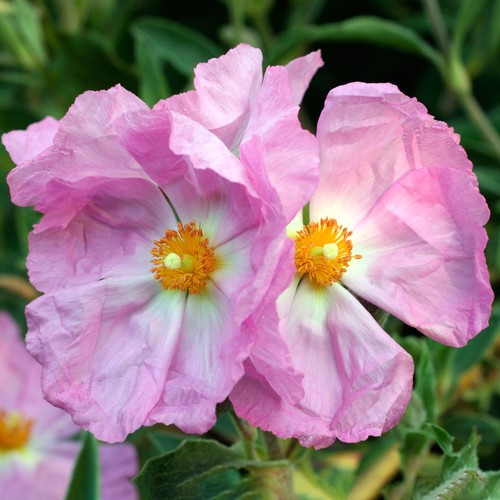Cistus silver pink rock rose - rock,
