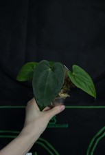Anthurium Ace Of Spades x