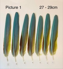 Parrot Macaw Feather Crafts DreamCatcher Jewellery Headdress Spiritual Quill Pen