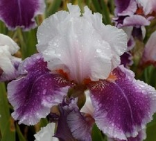 Iris Germanica Ringo 9cm Pot