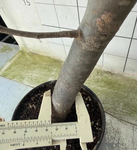 Rare live house plant - plant, bursera