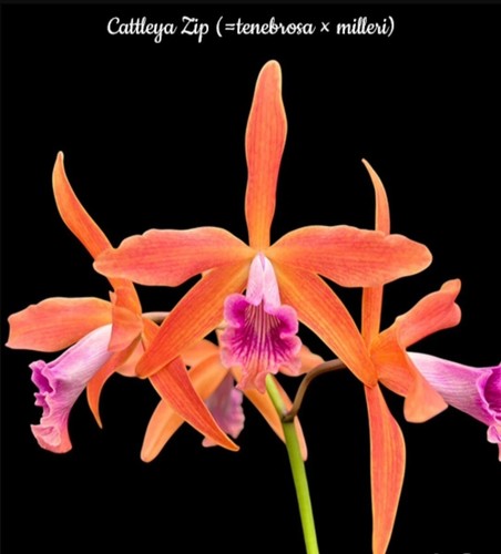 Cattleya zip tenebrosa x - zip,