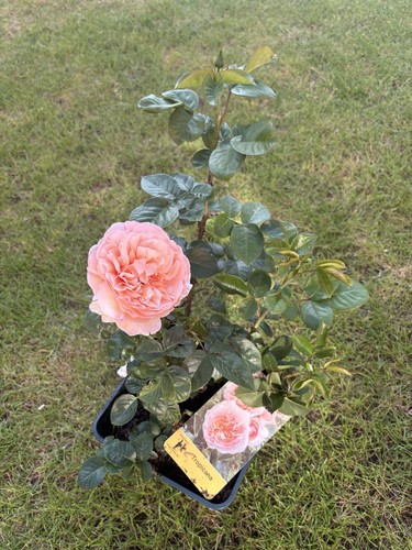 Tropicana beautiful floribunda - beautiful,
