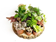 Terrarium plants closed - plants,