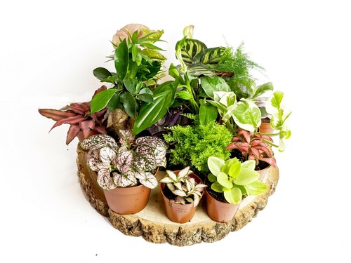 Terrarium plants closed - terrarium, •