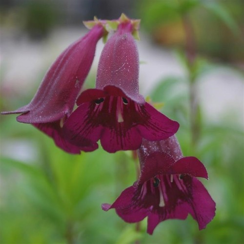 Penstemon plum jerkum - penstemon,