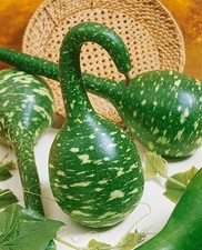 10 Seeds_ UK Grown _Very Rare Gourd Swan Neck  Gourd Seeds_Bangla Lau_Kodu